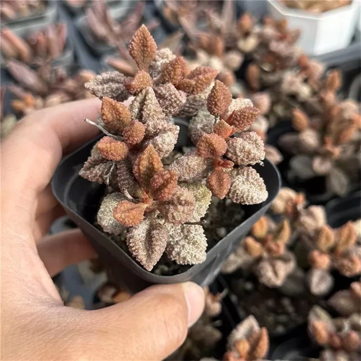 Adromischus Triflorus ‘Calico Hearts’