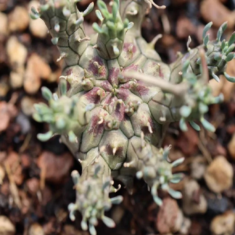 Euphorbia Astrophora suppliers
