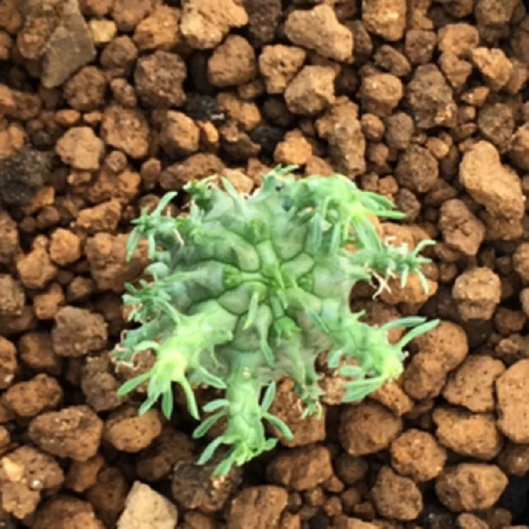 Euphorbia Astrophora best