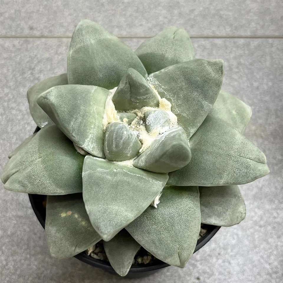 Ariocarpus Retusus Cv.Frumdosus