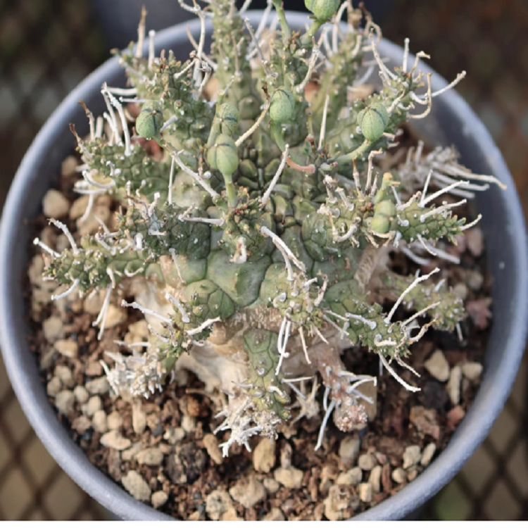Euphorbia Astrophora