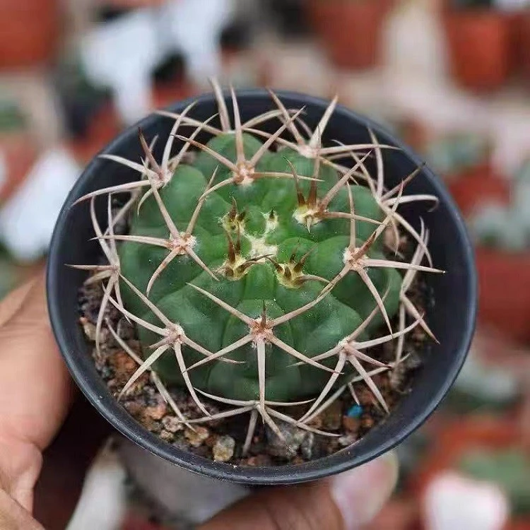 Gymnocalycium Oenanthemum Subsp. Ambatoense suppliers