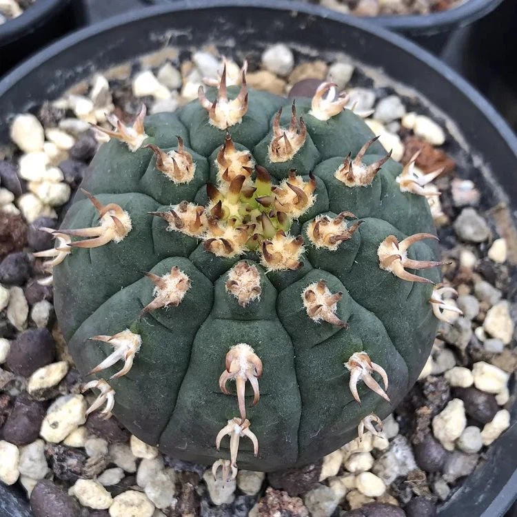 Gymnocalycium Spegazzinii V.unguispinum