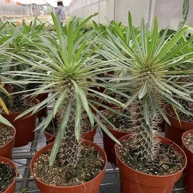 Pachypodium Lamerei factory